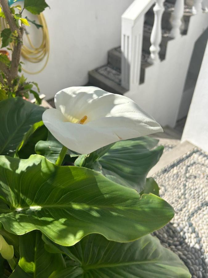 New Lindos Studio 45 Renovated Dış mekan fotoğraf