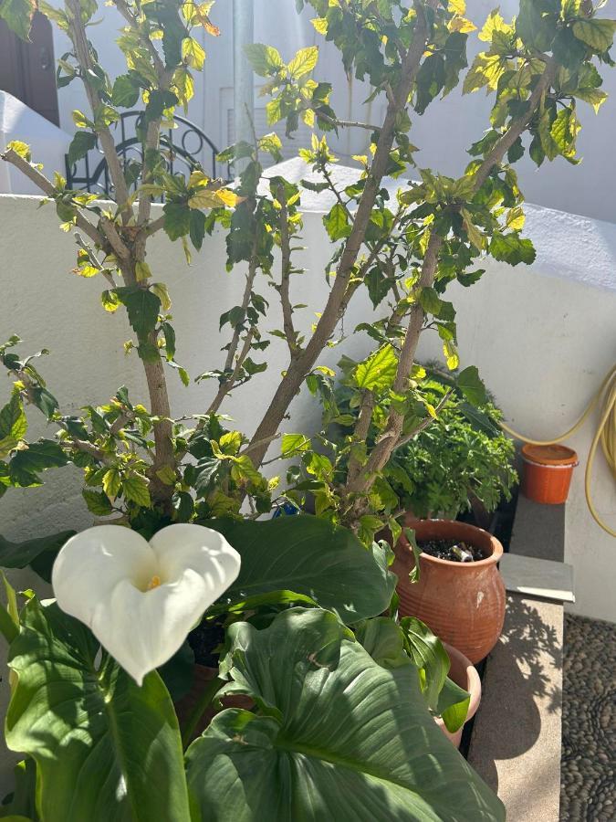 New Lindos Studio 45 Renovated Dış mekan fotoğraf